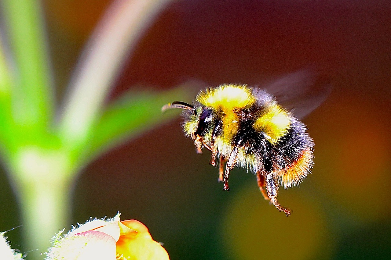 Domek dla pszczół zapewni stabilność roślinom ogrodowym i świeży miód