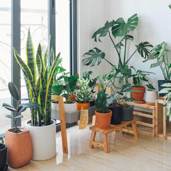 Najmodniejsze rośliny doniczkowe stoją w mieszkaniu